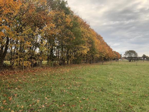 trees