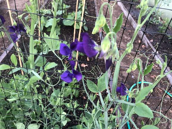 sweet-peas
