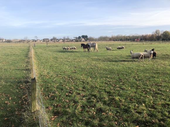 sheep-and-ponies