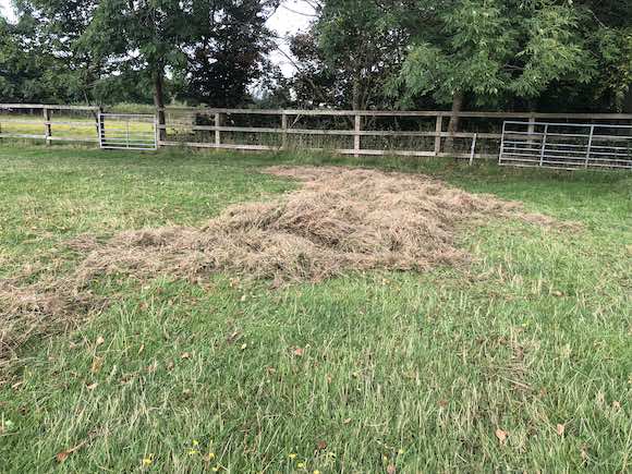 thatch