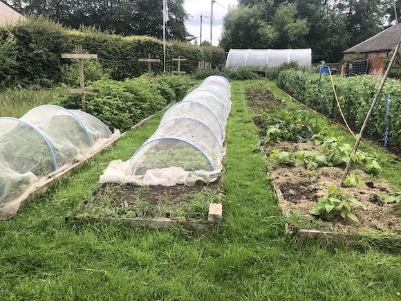 veg garden