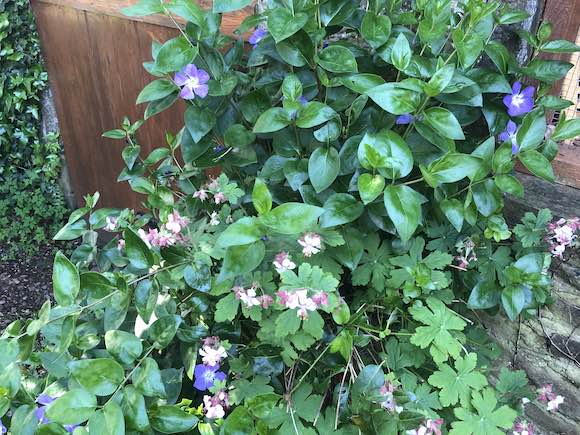 vinca