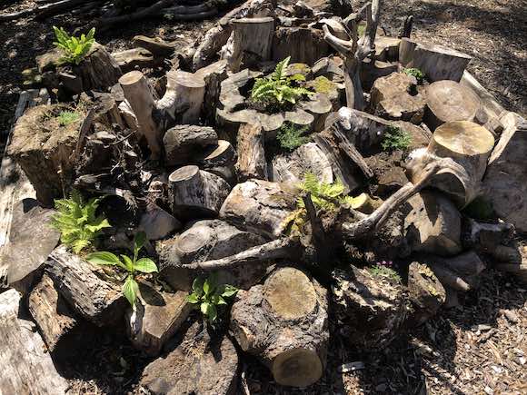 stumpery