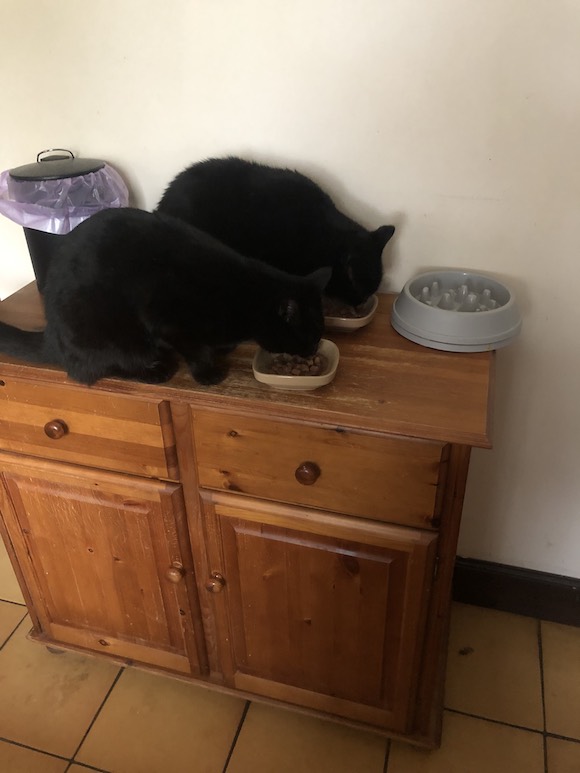 Cats