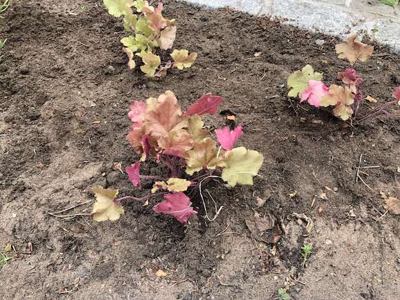 Heuchera