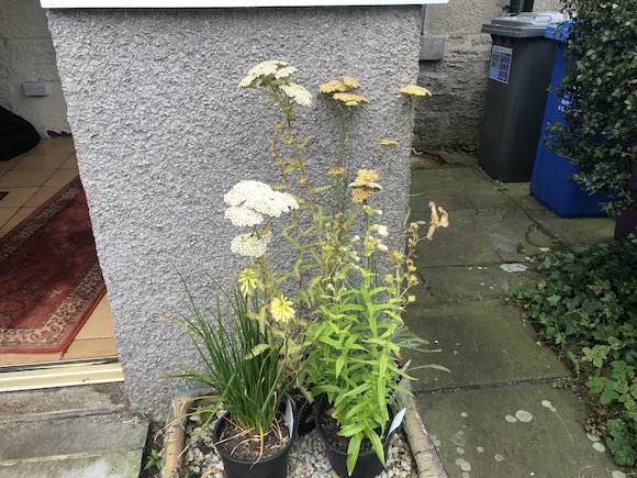 plants