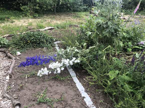 Delphiniums