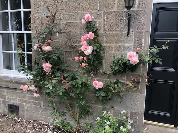rose