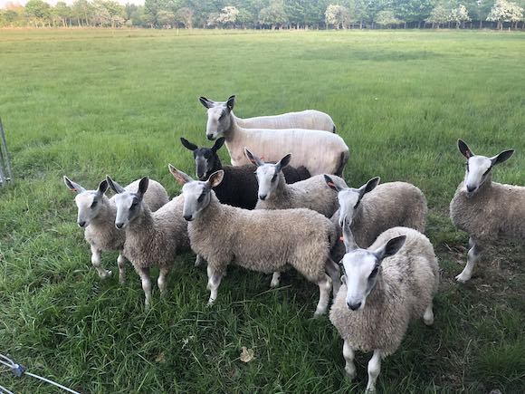 shorn sheep