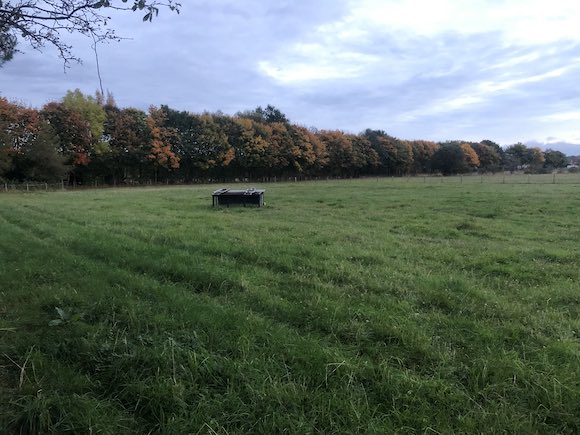 Trees