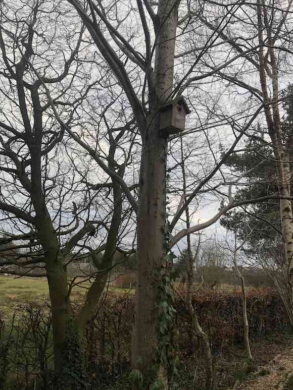 nestbox