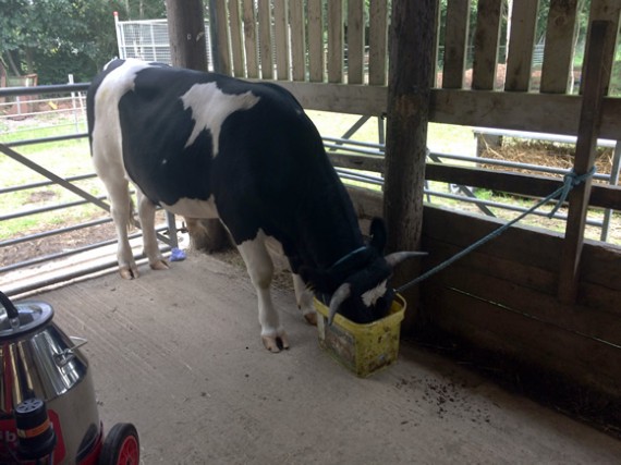 Ace during milking