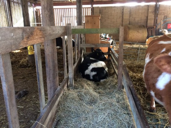 Ace in hayrack