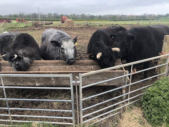 blackberrycows