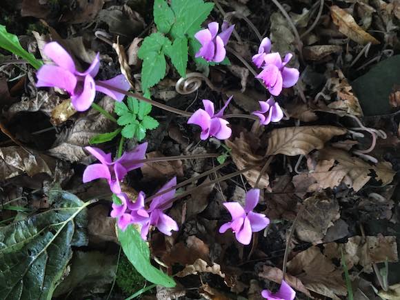 cyclamen