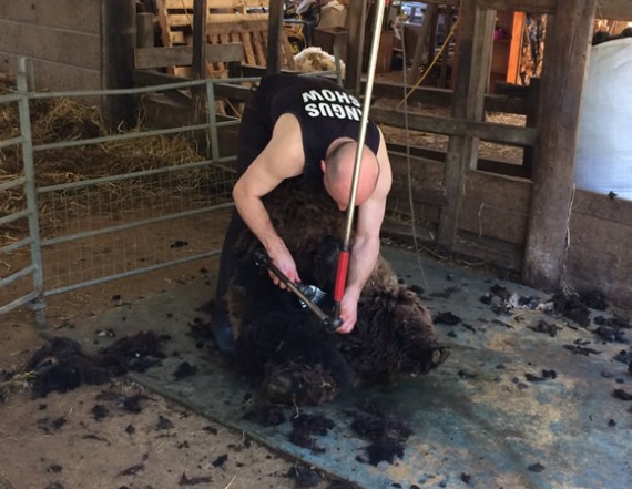 Alistair shearing 2017