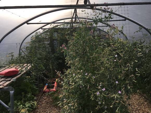 polytunnel