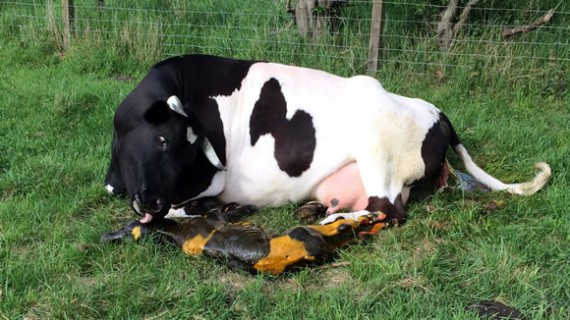 Annie immediately after calving
