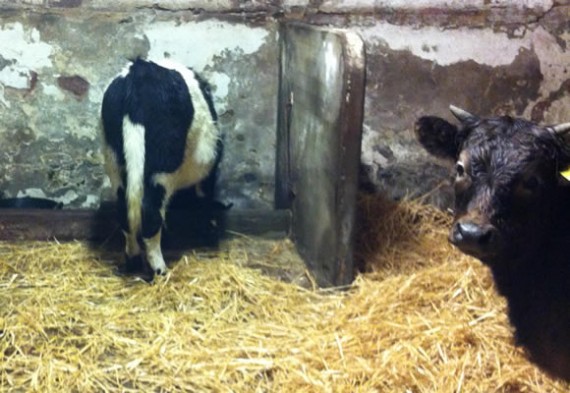 Annie and George in the byre