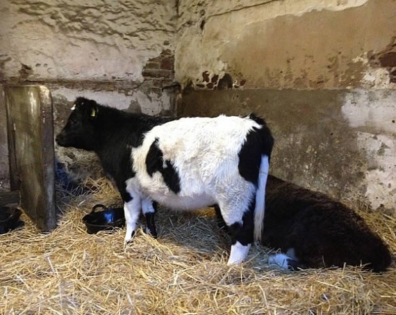 Annie and George in the byre