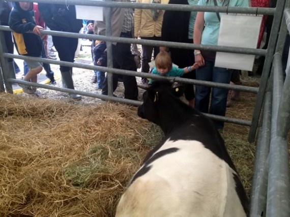 Shetland Heifer Annie at the RHS