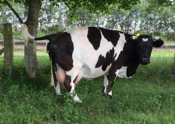 Annie starting to calve