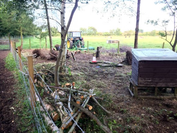 Apiary progress