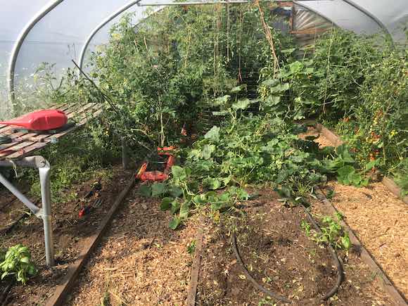 polytunnel