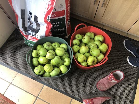 apples