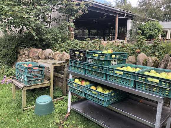apples
