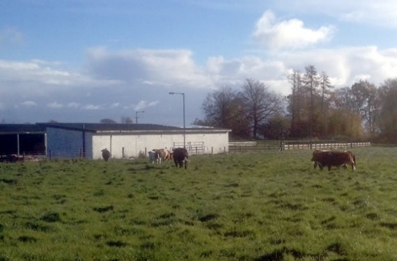 Masses of grass at Astwood