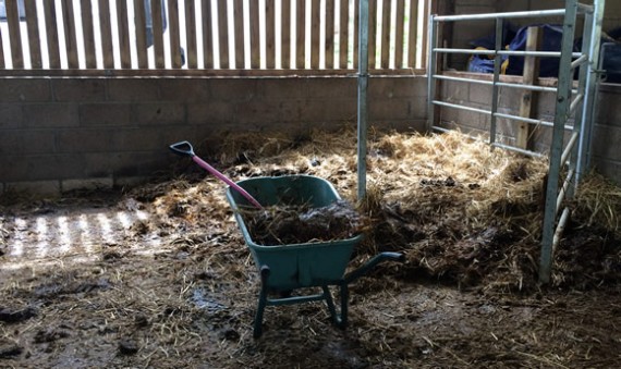 Nearly finished mucking out the barn