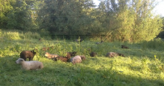 Ryelands at Barry Mill