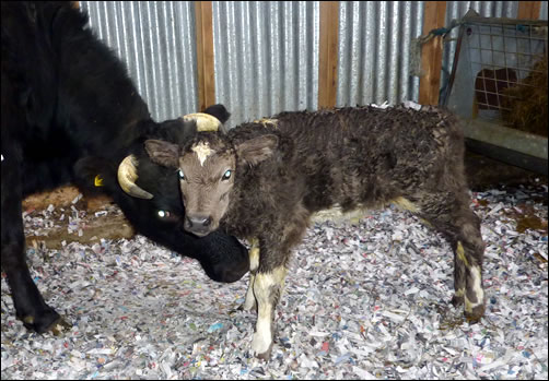 Shetland calf Beadies Cracker