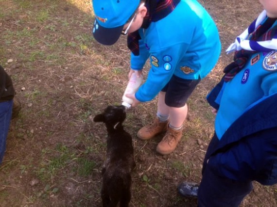 Beaver feeding lamb