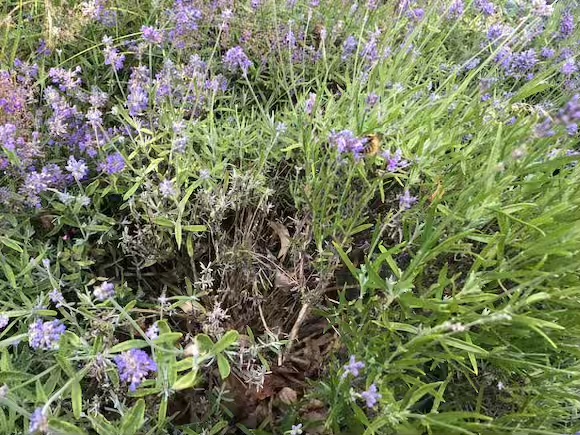 lavender