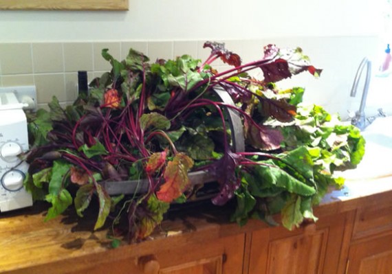 Beetroot harvest