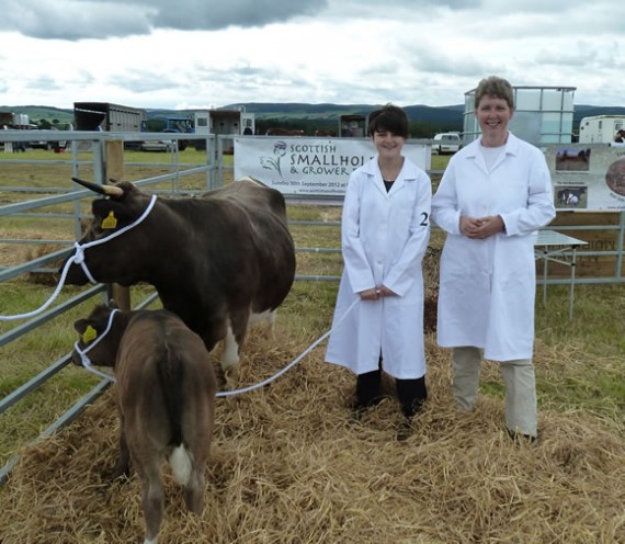 Before showing the Shetland Cattle