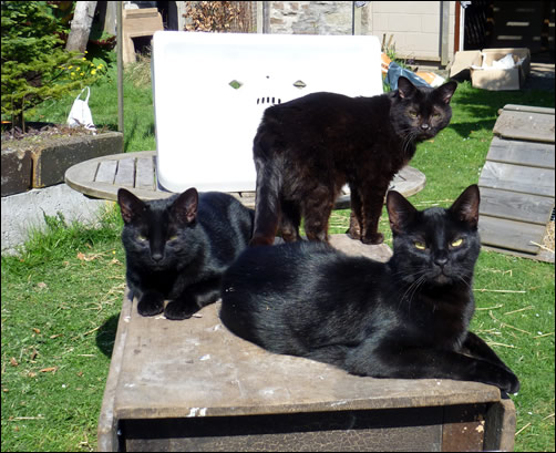 Three black cats