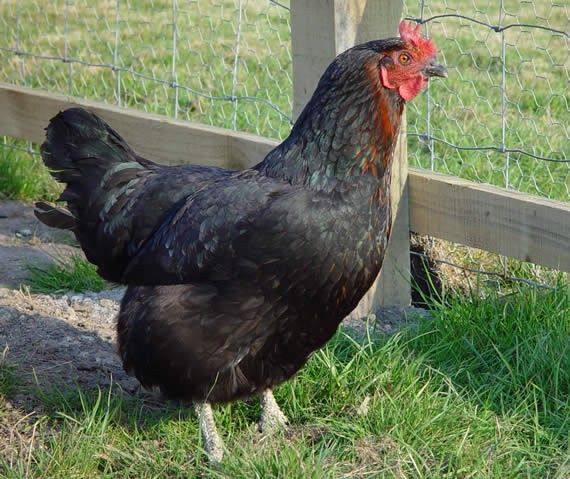 Black Rock hen