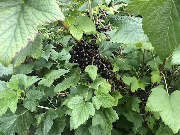 blackcurrants