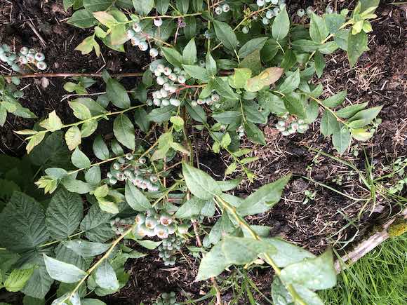 blueberries