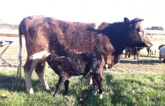 Bonnie and calf