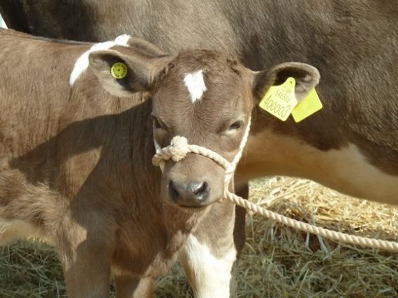 Shetland calf Bonny at Kirriemuir Show