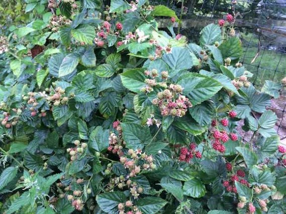 brambles