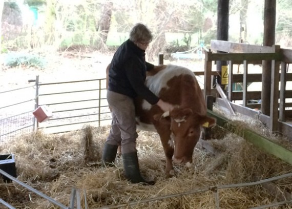 Brushing Rosie