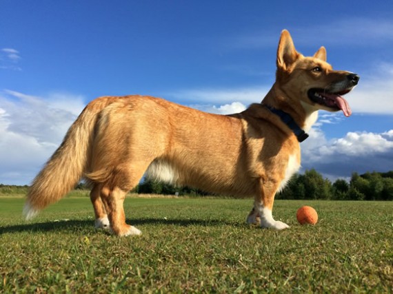 Bryn Cardigan Welsh Corgi