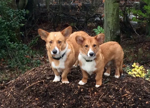 Bryn and Gwenna on the mound