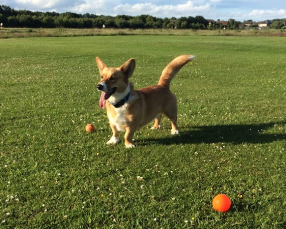 Bryn out for a walk