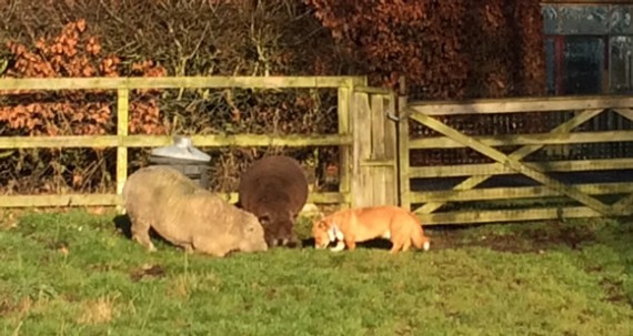 Bryn, Urquhart and Teddy